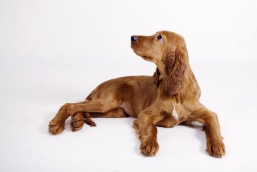 dog baner