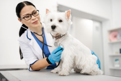 Examining dog. Dark-haired vet wearing glasses examining cute little white dog standing on table